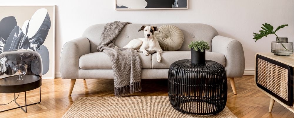 Beautiful dog lying on the modern gray sofa.